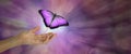 Spirit Release depicted by a magenta Butterfly taking flight Royalty Free Stock Photo