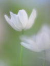 Spirit of a wood anemone Royalty Free Stock Photo