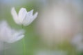 Spirit of a wood anemone Royalty Free Stock Photo