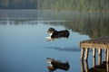 A spirited Australian Shepherd dog leaps from a wooden dock into a tranquil lake Royalty Free Stock Photo