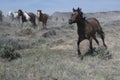 Spirited black horse running at a gallop ahead of the herd