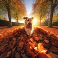 Dog finds playful moments in a pile of autumnal leaves