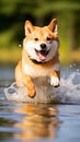 spirited dog running in the natural water surroundings, embodying sheer canine joy