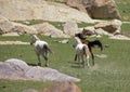 Spirited horses running through a majestic landscape of rocky terrain and lush grass