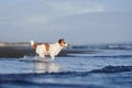 A spirited Jack Russell Terrier dashes through shallow water