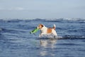 A spirited Jack Russell Terrier dashes through shallow water