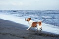 A spirited Jack Russell Terrier dashes through shallow water