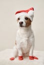 A spirited Jack Russell Terrier dog, dressed in a Santa hat and festive socks