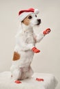 A spirited Jack Russell Terrier dog, dressed in a Santa hat and festive socks