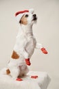 A spirited Jack Russell Terrier dog, dressed in a Santa hat and festive socks