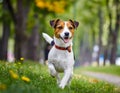 Spirited Jack Russell Terrier enjoys a playful day in a sun-kissed park