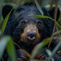 Spirited Sloth Bear: Found in the dense forests of India and Sri Lanka, AI generated
