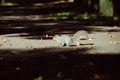 Spirited squirrel in Monza Park\'s autumn splendor