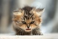 A spirited tabby kitten with striking tufts of fur