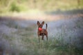 A spirited Toy Terrier dog runs across a field