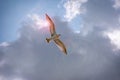 Spiritual bird flying Royalty Free Stock Photo