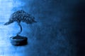 Spiritual Knowledge Philosophy Bonsai Background