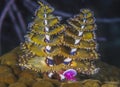 Spirobranchus giganteus,Christmas tree worms