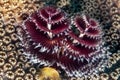 Spirobranchus giganteus,Christmas tree worms