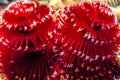 Spirobranchus giganteus, Christmas tree worms