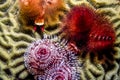 Spirobranchus giganteus, Christmas tree worms