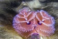 Spirobranchus giganteus, Christmas tree worms