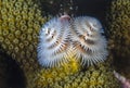 Spirobranchus giganteus, Christmas tree worms