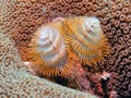 Spirobranchus giganteus, Christmas tree worms