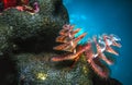 Spirobranchus giganteus, Christmas tree worms