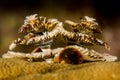 Spirobranchus giganteus, commonly known as Christmas tree worms, are tube-building polychaete worms belonging to the family