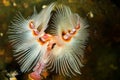 Spirobranchus giganteus, commonly known as Christmas tree worms, are tube-building polychaete worms belonging to the family