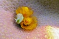 Spirobranchus giganteus are tube-building polychaete worms belonging to Serpulidae family. Yellow Christmas tree worms on coral