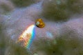 Spirobranchus giganteus are tube-building polychaete worms belonging to Serpulidae family. Yellow Christmas tree worms on coral