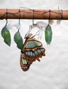 Butterfly Lifecycle, A spiroeta stelenes butterfly hanging from her cocoon, after birth Royalty Free Stock Photo