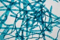 Spirogyra alga under the microscope Royalty Free Stock Photo