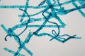 Spirogyra alga under the microscope Royalty Free Stock Photo