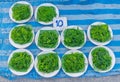 Spirogyra, Chlorophyta, fragmentation, algae, spirogyra food for fish, sold at local market in Thailand Royalty Free Stock Photo