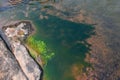 Spirogyra freshwater algae - seaweed freshwater in the river stream can live in clean water, green aquatic weed - common names