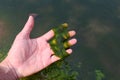 Spirogyra freshwater algae - seaweed freshwater in the river stream can live in clean water, green aquatic weed - common names