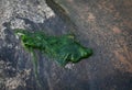 Spirogyra freshwater algae - seaweed freshwater in the river stream can live in clean water, green aquatic weed - common names