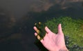 Spirogyra freshwater algae - seaweed freshwater in the river stream can live in clean water, green aquatic weed - common names