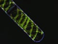 Spirogyra sp. algae under microscopic view, Chlorophyta, dark background Royalty Free Stock Photo