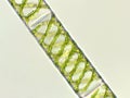 Spirogyra sp. algae under microscopic view, Chlorophyta Royalty Free Stock Photo
