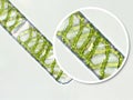 Spirogyra sp. green algae under microscopic view x40 - Chlorophyta Royalty Free Stock Photo