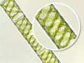 Spirogyra sp. green algae under microscopic view x40 - Chlorophyta Royalty Free Stock Photo