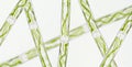 Spirogyra sp. green algae under microscopic view x40 - Chlorophyta Royalty Free Stock Photo