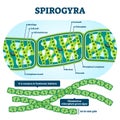 Spirogyra vector illustration. Labeled educational green algae structure.