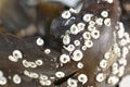 Coiled spiral shells spirorbis worm