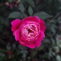 Spirt Rose Pink Red Beauty