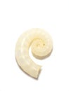 Spirula spirula shell on white Royalty Free Stock Photo